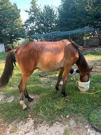 Puledro quorter e appalosa