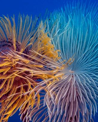 Pesci,Spirografi, anemoni rocce vive per marino