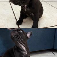 Cuccioli di bulldog francese