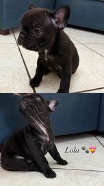 Cuccioli di bulldog francese