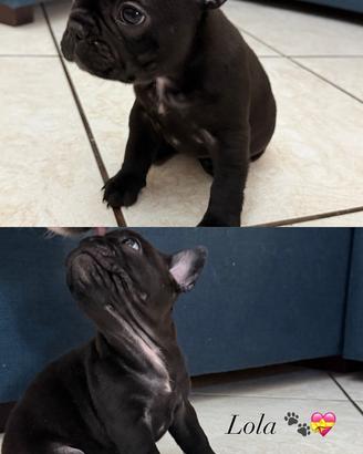 Cuccioli di bulldog francese