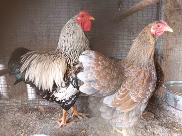 Galline wyandotte nane