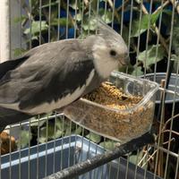 Calopsite maschio adulto