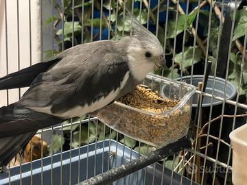 Calopsite maschio adulto