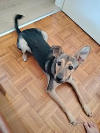 Cagnolina meticcio 5 mesi