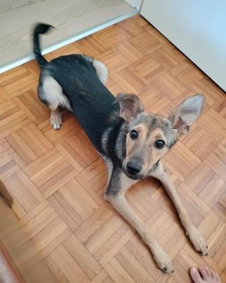 Cagnolina meticcio 5 mesi