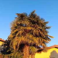 palme