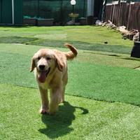 Cuccioli Golden Retriever