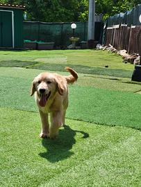 Cuccioli Golden Retriever