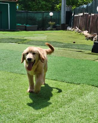 Cuccioli Golden Retriever