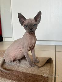 Femminuccia Sphynx con pedigree disponibile