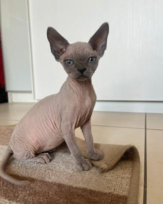 Femminuccia Sphynx con pedigree disponibile