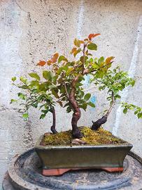 boschetto bonsai prugnette