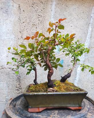 boschetto bonsai prugnette
