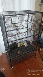 Gabbia voliera  pappagallo pappagalli uccelli 