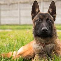 Allevamento e Cuccioli Malinois in Basilicata