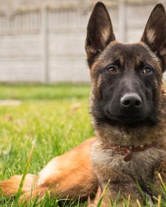 Allevamento e Cuccioli Malinois in Basilicata