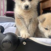 Regalasi cucciolo akita