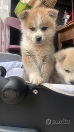 Regalasi cucciolo akita