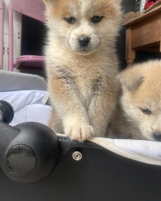 Regalasi cucciolo akita