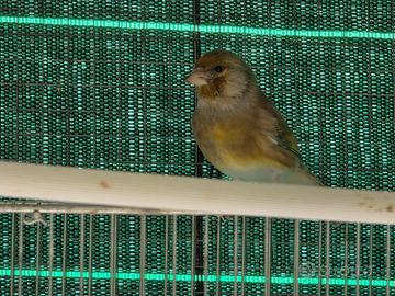 Ibrido cardellino x canarina jaspe