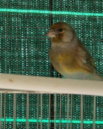 Ibrido cardellino x canarina jaspe