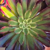 pianta grassa aeonium Martedì Grasso 