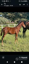 Vendita Cavalla Ciliegia Gual fattrice , puledro