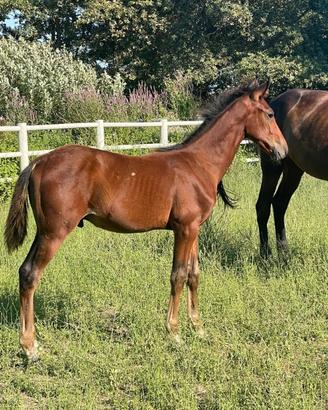 Vendita Cavalla Ciliegia Gual fattrice , puledro