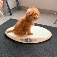 Toy poodle miniature 5 mesi