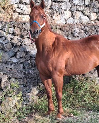 Cavalla