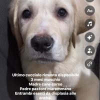 Cucciolo 3 mesi