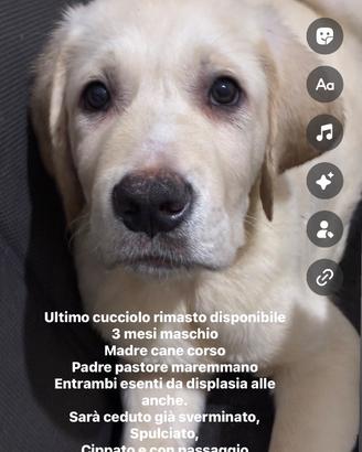 Cucciolo 3 mesi