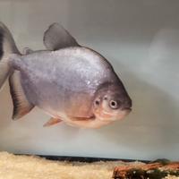 Piranha