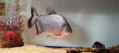 Piranha