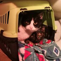 Gatto maschio di 8 mesi circa abbandonato