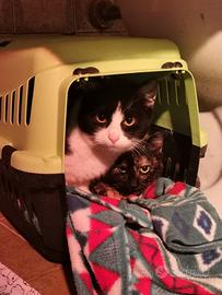 Gatto maschio di 8 mesi circa abbandonato