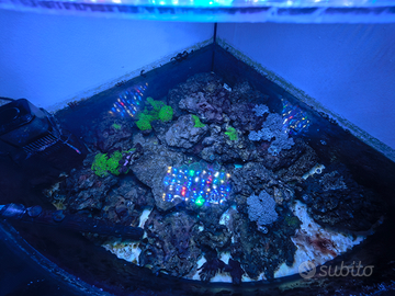 Rocce vive e coralli