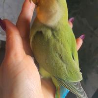 Inseparabile allevato a mano