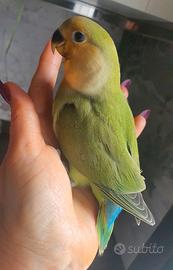 Inseparabile allevato a mano