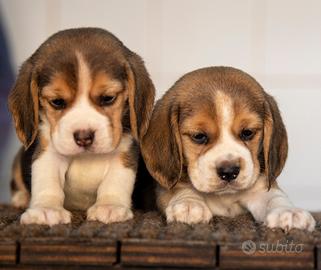 Cuccioli Beagle,ultima femmina