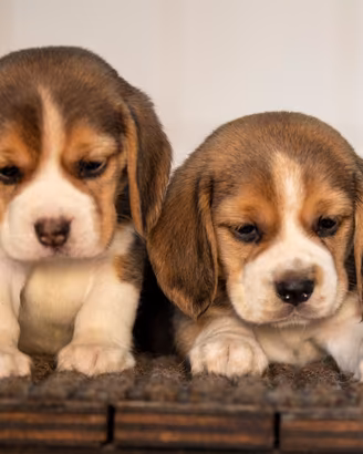 Cuccioli Beagle,ultima femmina