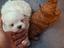 Immagine 5