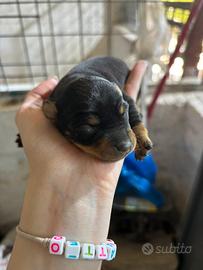 Cuccioli di pincher nano