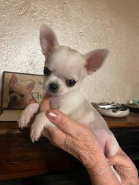 Chihuahua