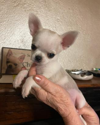 Chihuahua