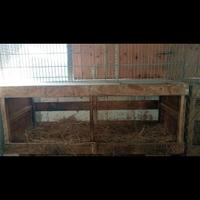 Cove deposizione Galline 