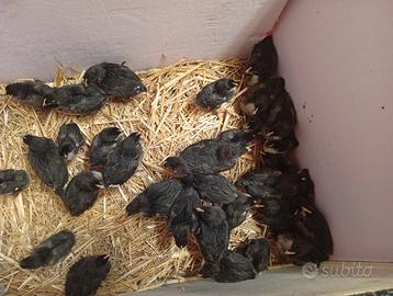 Marans nero ramato