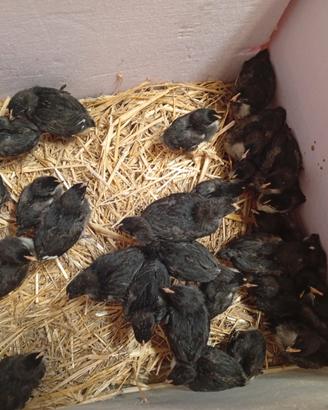Marans nero ramato
