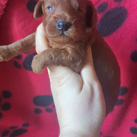 Barboncno Toy con pedigree Enci